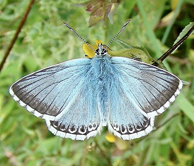 chalk-hill blue